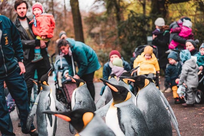 Pingouins au zoo de Bâle